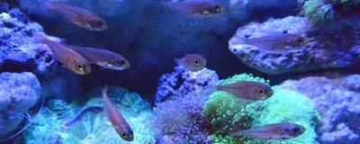 a photo of fish swimming